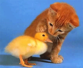 срач.gif