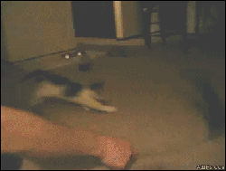 002xdt6t.gif