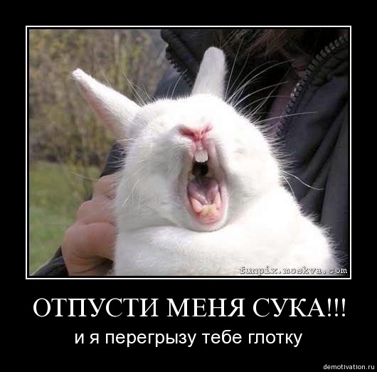Кролик.jpg