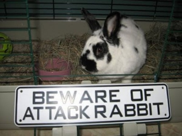 evil-rabbit.jpg