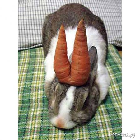 1272200699_rabbit_1.jpg