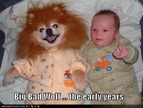 funny-dog-pictures-big-bad-wolf-early-years.jpg