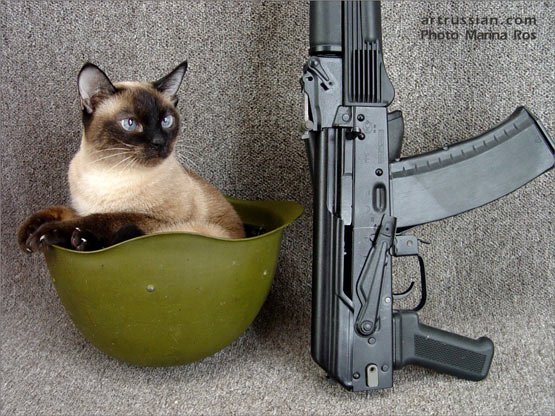 кот в каске.jpg