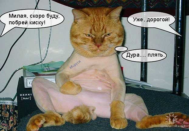 кот.jpg