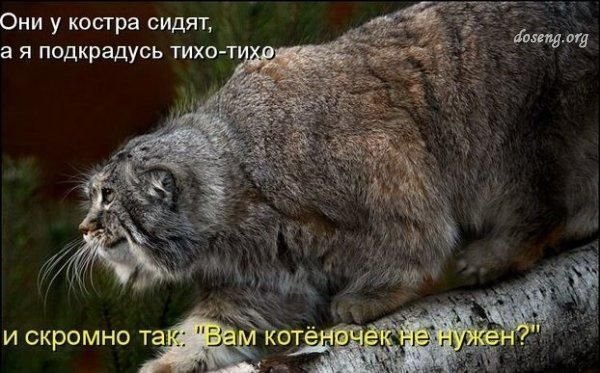 котёночек.jpg