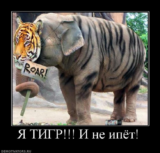 тигр.jpg