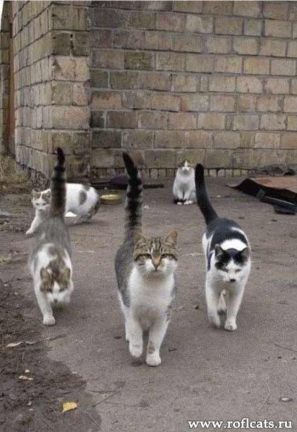 Back_Alley_Cats.jpg