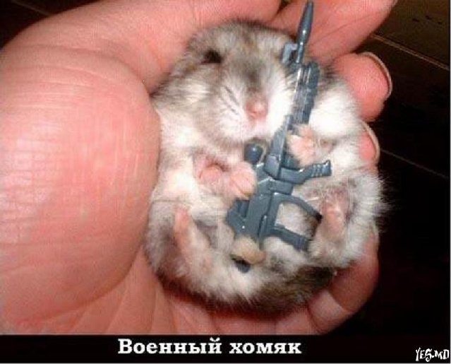 хомяк.jpg